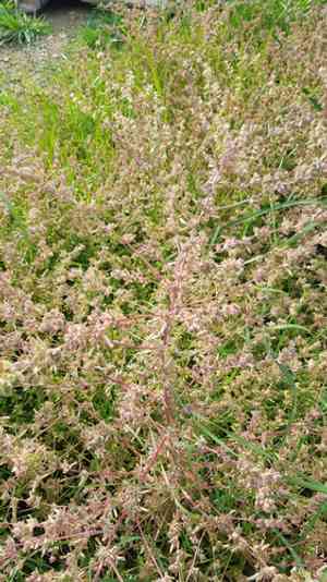 Russian pigweed(Axyris amaranthoides)