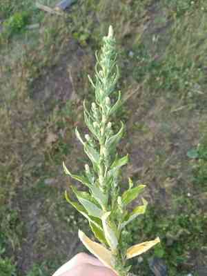 Russian pigweed(Axyris amaranthoides)