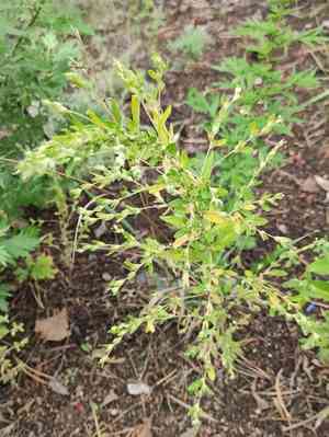 Russian pigweed(Axyris amaranthoides)