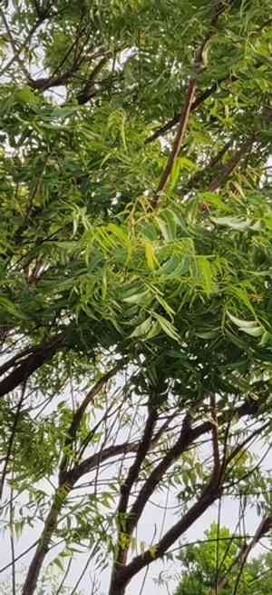 Neem tree(Azadirachta indica)