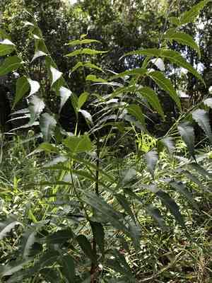 Neem tree(Azadirachta indica)