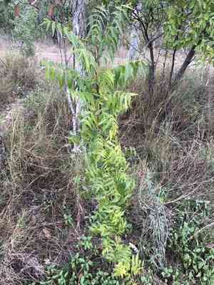 Neem tree(Azadirachta indica)