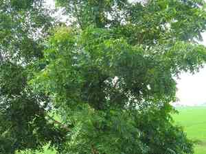 Neem tree(Azadirachta indica)