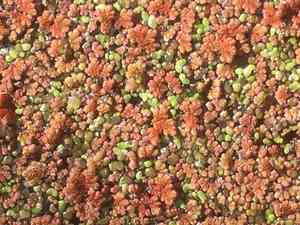 Water fern(Azolla filiculoides)