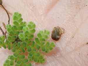 Water fern(Azolla filiculoides)