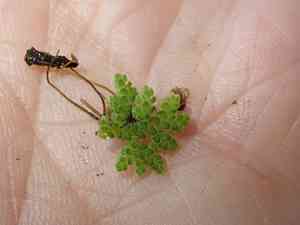 Water fern(Azolla filiculoides)