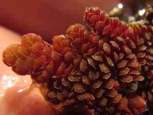 Mexican mosquito fern(Azolla microphylla)