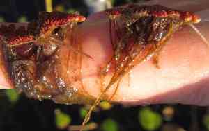 Mexican mosquito fern(Azolla microphylla)