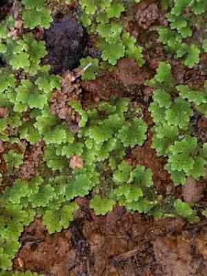 Mexican mosquito fern(Azolla microphylla)