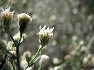 Shortleaf baccharis(Baccharis brachyphylla)
