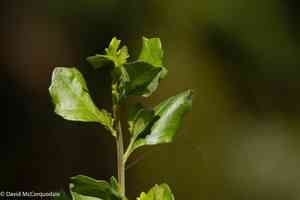 Silverling(Baccharis glomeruliflora)