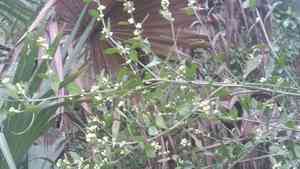 Silverling(Baccharis glomeruliflora)
