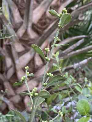 Silverling(Baccharis glomeruliflora)