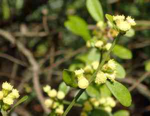 Silverling(Baccharis glomeruliflora)