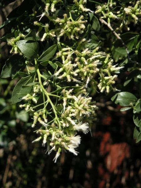 Groundsel bush