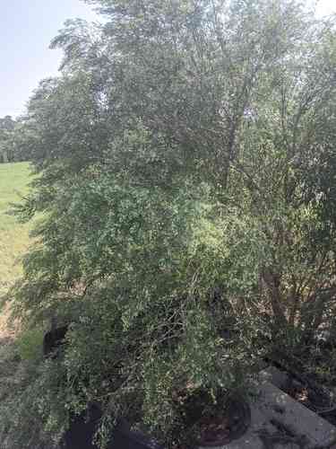 Groundsel bush(Baccharis halimifolia)