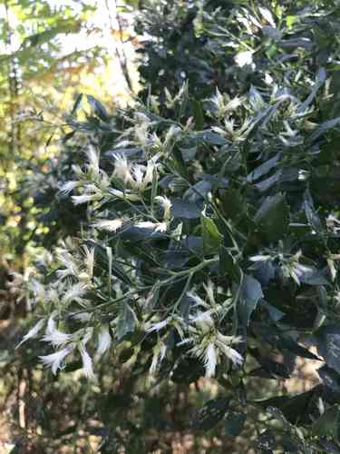 Groundsel bush(Baccharis halimifolia)
