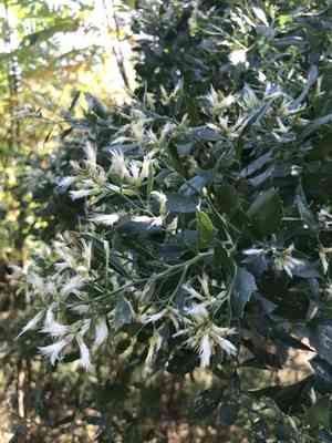 Groundsel bush(Baccharis halimifolia)
