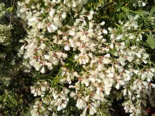 Groundsel bush(Baccharis halimifolia)