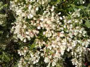 Groundsel bush(Baccharis halimifolia)
