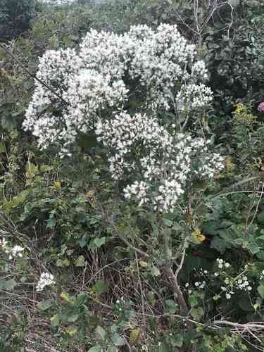 Groundsel bush(Baccharis halimifolia)