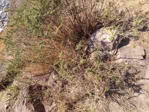 Yerba de pasmo(Baccharis pteronioides)