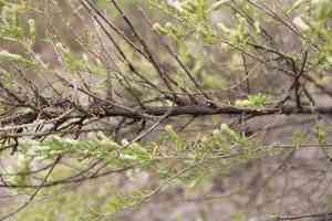 Yerba de pasmo(Baccharis pteronioides)