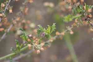Yerba de pasmo(Baccharis pteronioides)