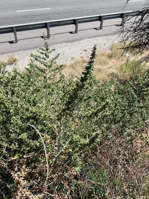 Yerba de pasmo(Baccharis pteronioides)