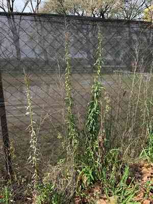 Mule fat(Baccharis salicifolia)