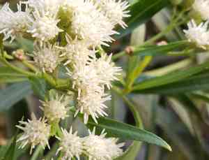 Mule fat(Baccharis salicifolia)