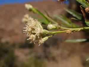 Mule fat(Baccharis salicifolia)