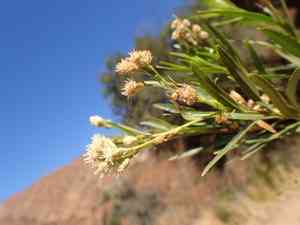 Mule fat(Baccharis salicifolia)