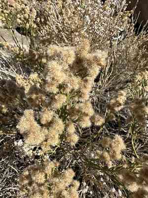 Desert baccharis(Baccharis sergiloides)