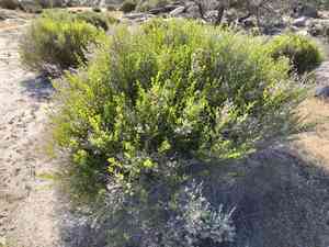 Desert baccharis(Baccharis sergiloides)
