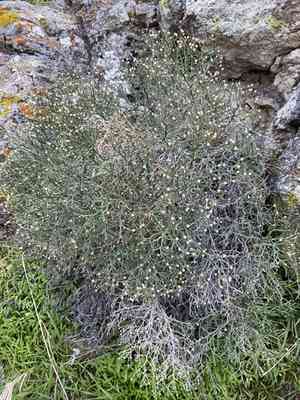 Desert baccharis(Baccharis sergiloides)