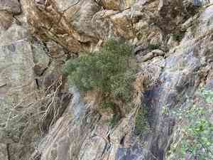 Desert baccharis(Baccharis sergiloides)