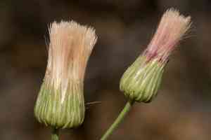 Wright's baccharis(Baccharis wrightii)
