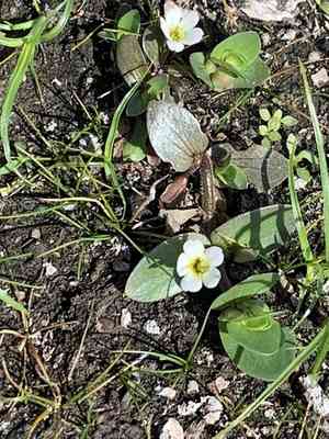 Disk waterhyssop(Bacopa rotundifolia)