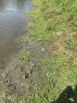 Disk waterhyssop(Bacopa rotundifolia)