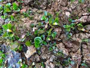 Disk waterhyssop(Bacopa rotundifolia)