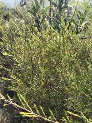 Weeping baeckea(Baeckea frutescens)