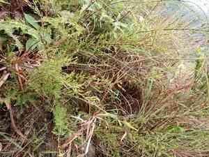 Weeping baeckea(Baeckea frutescens)