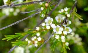 Weeping baeckea(Baeckea frutescens)