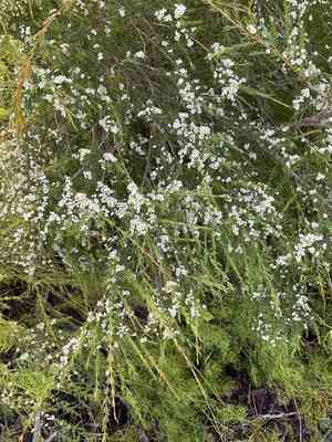 Weeping baeckea(Baeckea frutescens)