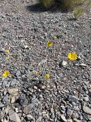 Desert Marigold(Baileya multiradiata)