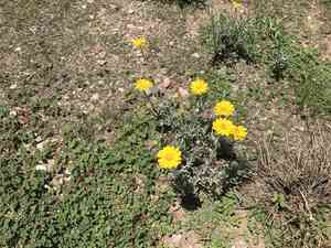 Desert Marigold(Baileya multiradiata)
