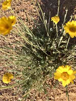 Desert Marigold(Baileya multiradiata)