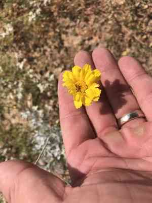Desert Marigold(Baileya multiradiata)