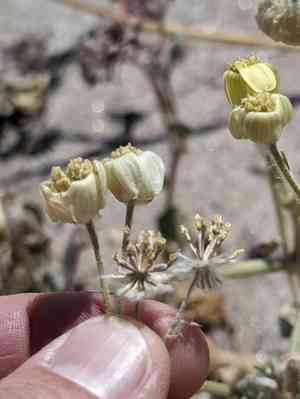 Laxflower(Baileya pauciradiata)